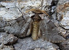 Indistinct Marbled Brown - Drymonia obliterata © Teresa Farino